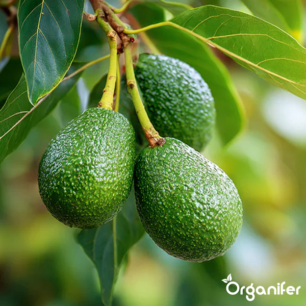 Avocadofrüchte an einem Ast mit Blättern und Organifer Logo.