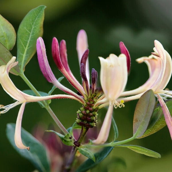 Bloomique - 2er-Set - Lonicera periclymenum - Wildes Geißblatt - Gelb - Kletterpflanzen - Gartenpflanzen - Winterhart - Topf 15 cm - 70-80 cm hoch