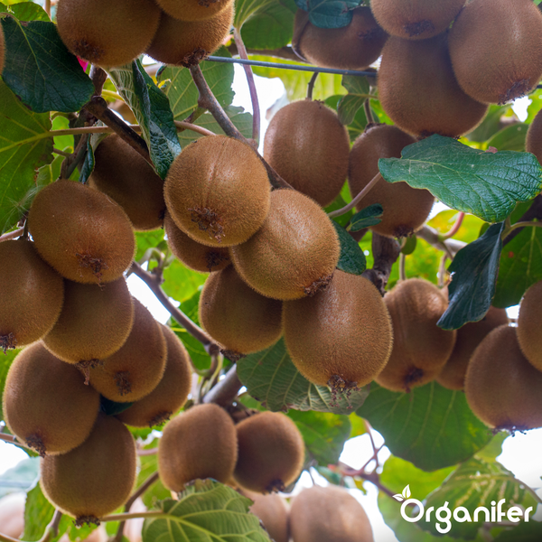 Drei Kiwis wachsen an einem Zweig einer Kiwi-Pflanze. Organifer Logo.