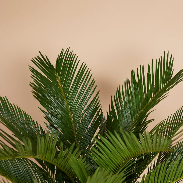 Bloomique - Cycas Revoluta - Palmfarn - Sagopalme - Palme - Sehr Pflegeleicht - Höhe 40-50 cm - Topf 15 cm