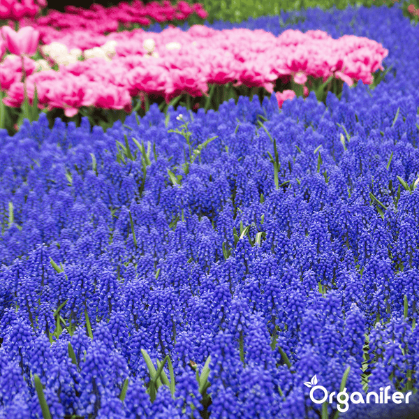 100 Muscari Armeniacum Zwiebeln (XXL-Zwiebelgröße 9/10 cm) - Organifer