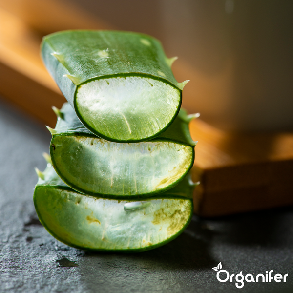 Vorher-Nachher-Vergleich einer Aloe Vera Pflanze zur Darstellung der Wachstumswirkung von Organifer Dünger.