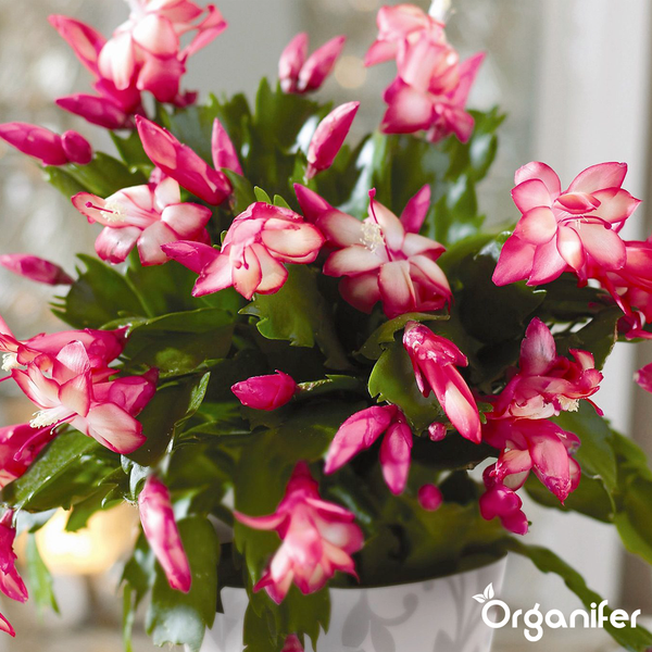 Blühender Weihnachtskaktus mit rosa und weißen Blüten in einem Pflanztopf. Organifer Logo.