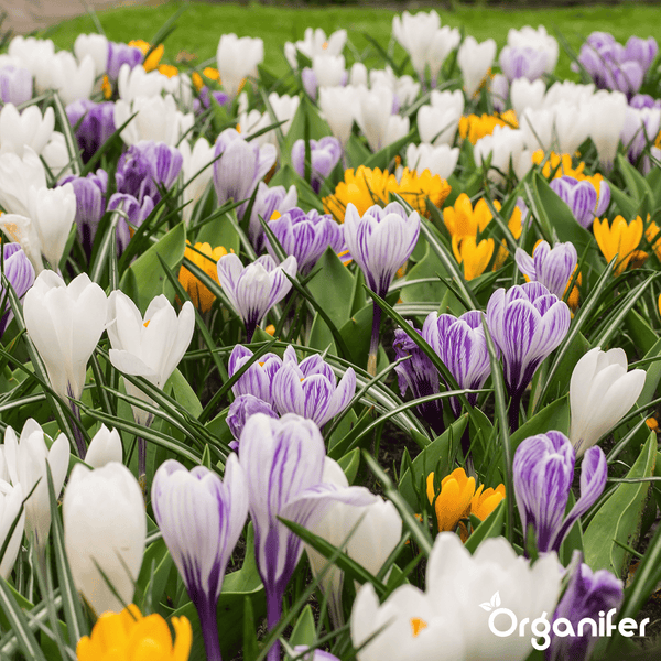 Nahaufnahme von Krokussen und Narzissen