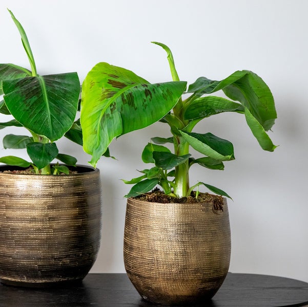 Bloomique - Musa Oriental Dwarf - Bananenpflanze - Zimmerpflanzen - Pflegeleicht - Haustierfreundlich - Höhe 60-70 cm - Topf 17 cm