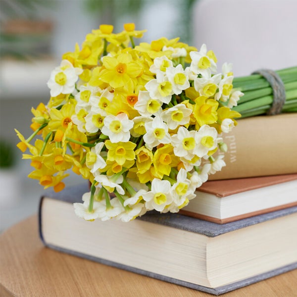 Bloomique - Mischung aus 50 - Wildblumen-Mischung - Mischung aus 4 Arten - Blumenzwiebeln - Frühlingsblüte - mehrjährige Pflanzen - wird bis zu 10 bis 25 cm groß