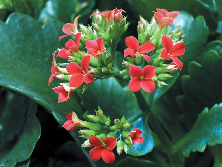 BGS Technic Logo Werkzeugsatz für Reparaturarbeiten