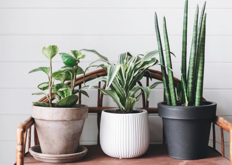 Bloomique - Sansevieria Straight - Schwiegermutterzunge - Bogenhanf - Zimmerpflanzen - Luftreinigend - Sehr pflegeleicht - 20-30 cm Hoch - Topf 12 cm