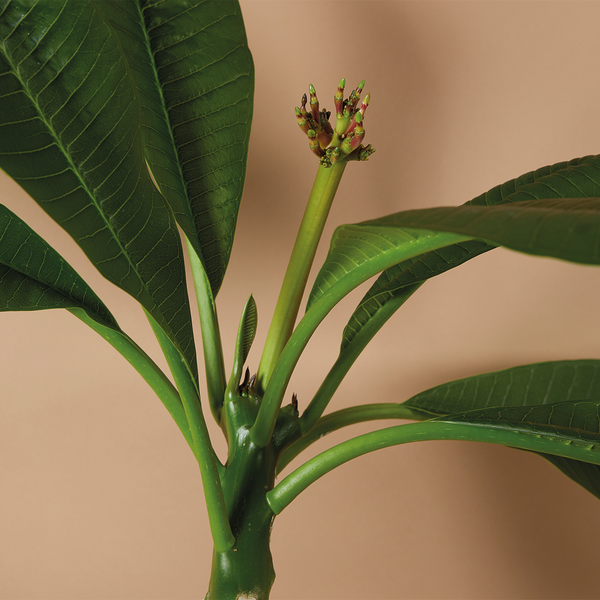 Bloomique - Plumeria Frangipani - Tempelbaum - Blühende Zimmerpflanzen - Herrlich duftende Blüten - Luftreinigend - 60-70 cm hoch - Topf 17 cm