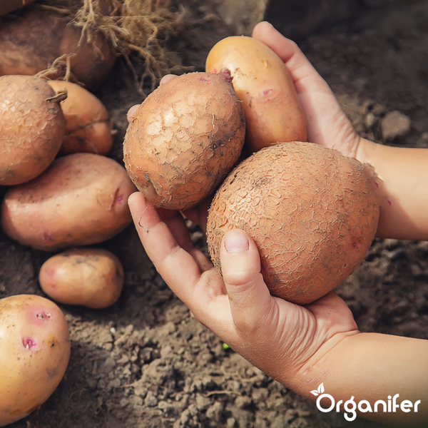 Abbildung eines stoßfesten und robusten Luxula Strahlers mit einem Hammer darüber