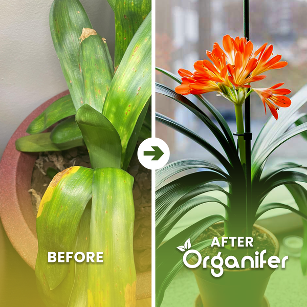 Vorher-Nachher-Vergleich einer Clivia-Pflanze: von gelblichen, gefleckten Blättern hin zu einer gesunden, blühenden Pflanze mit grünen Blättern.