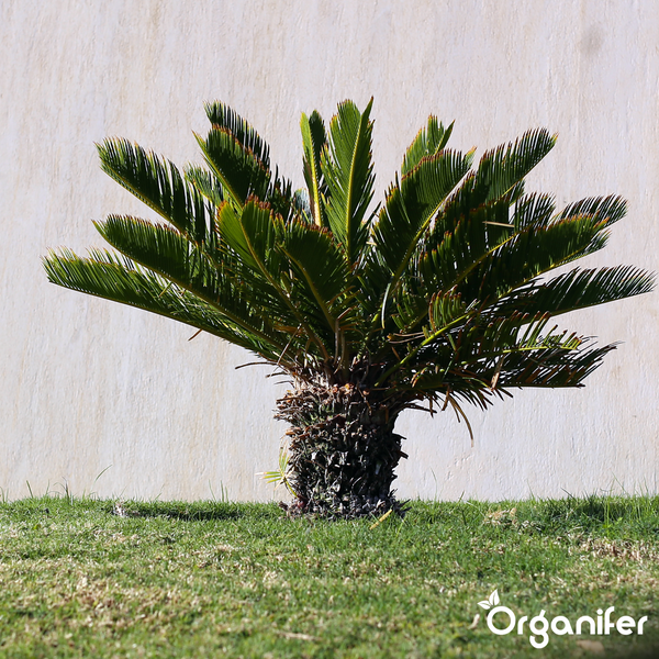 Palmfarn Cycas revoluta mit kräftigem Stamm und fächerförmig angeordneten grünen Wedeln im Garten. Organifer Logo.