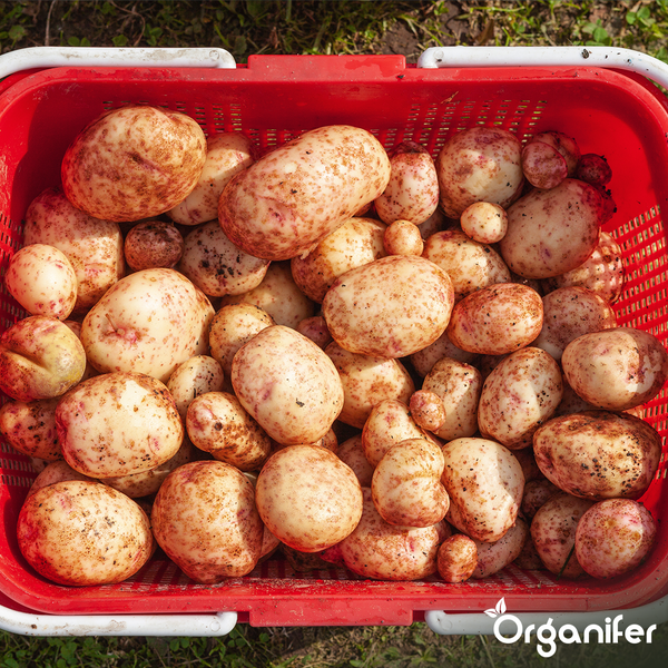Frische Kartoffeln in einem roten Korb, Organifer Logo.
