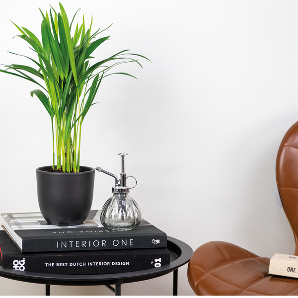 Bloomique - Dypsis Lutescens - Goldpalme - Areca - Palme - Zimmerpflanzen - Luftreinigend - Tierfreundlich - 30-40 cm Hoch - Topf 12 cm