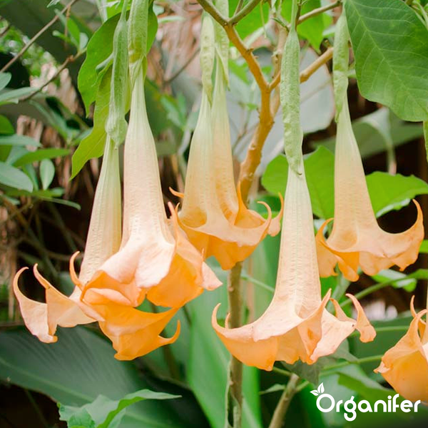 Engelstrompete Brugmansia mit lachsfarbener, trichterförmiger Blüte und grünen Blättern. Organifer Logo.