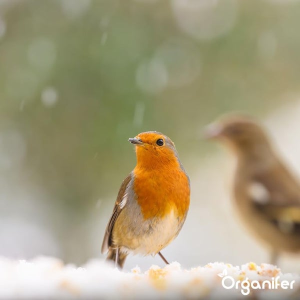 Vogelfutter für Gartenvögel – Hochenergie, Kein Abfall, Keine Keimung (10 kg) - Organifer