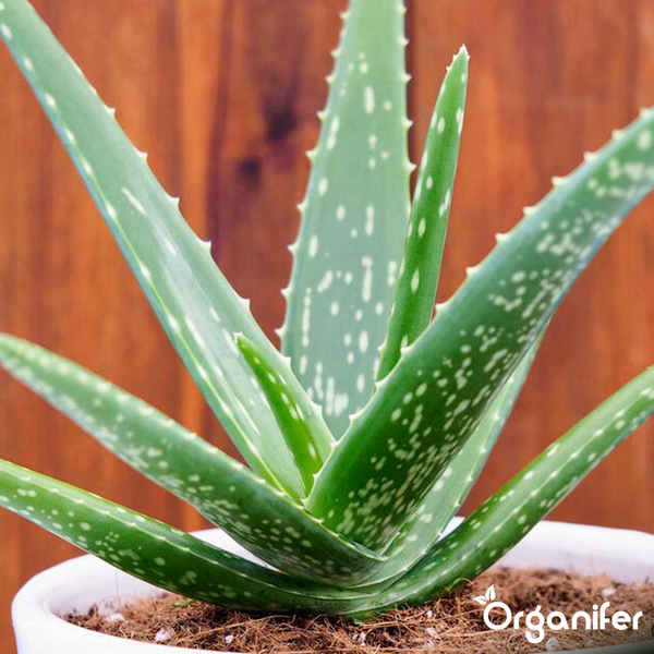 Aloe Vera Pflanze mit gefleckten Blättern in einem weißen Topf, Organifer Logo.