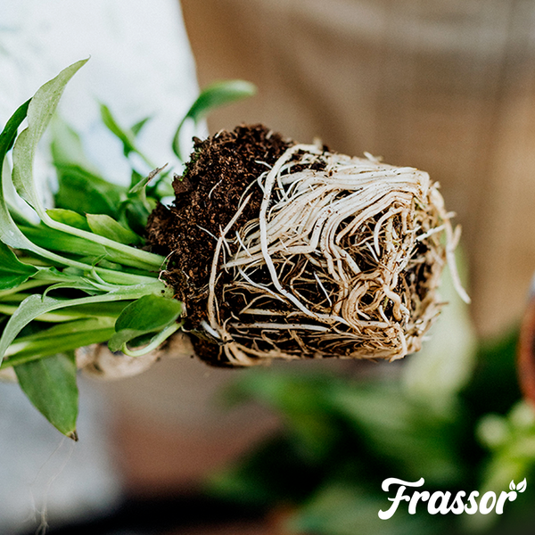 Wurzelballen einer Pflanze mit kräftigem Wurzelsystem und Erde, Frassor Logo