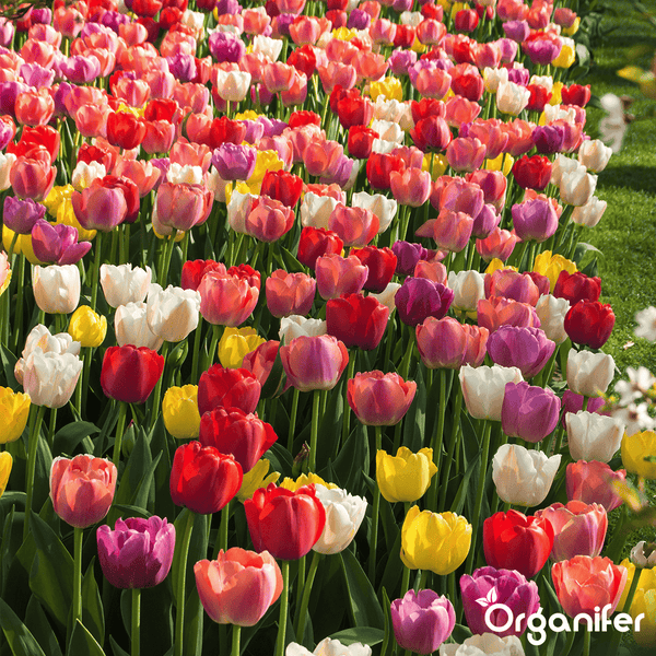 100 Tulpenzwiebeln - 5 farbenfrohe Sorten (XXL-Zwiebelgröße 12 cm/+) - Organifer