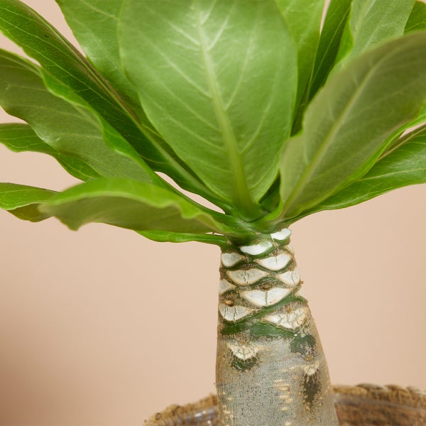 Bloomique – Brighamia Insignis – Hawaii-Palme – Zimmerpflanzen – Luftreinigend – Pflegeleicht – Topf 12 cm – 25–35 cm hoch
