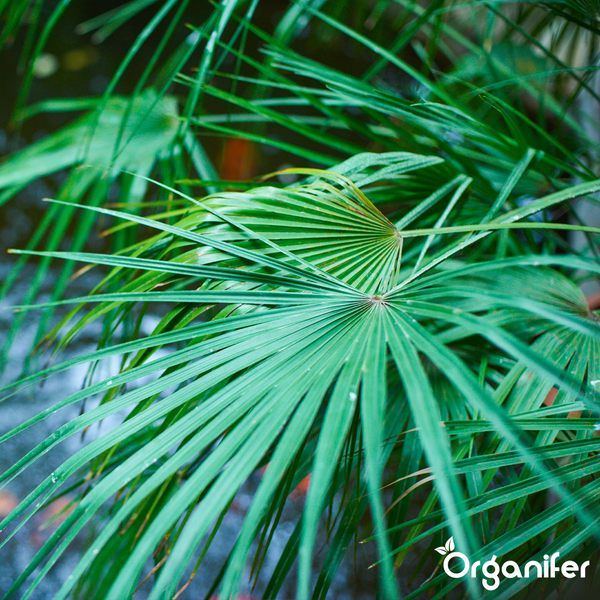 Nahaufnahme von grünen fächerförmigen Palmwedeln mit dem Organifer Logo.