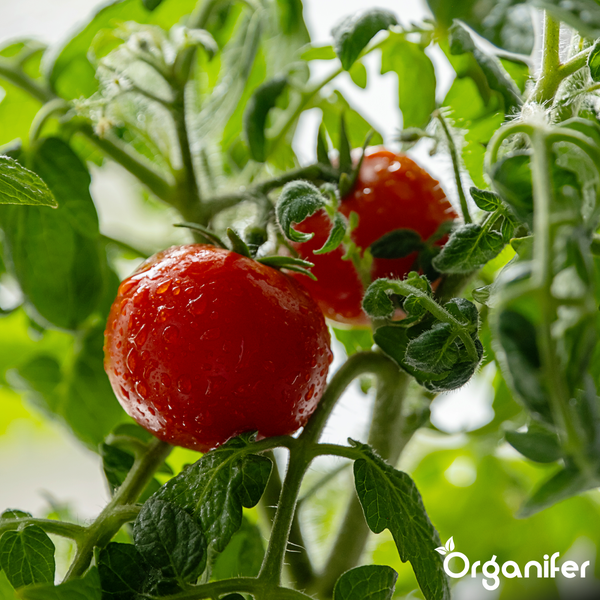 Rote Tomaten an einer Pflanze mit Wassertropfen auf der Schale und grünen Blättern, Organifer Logo.
