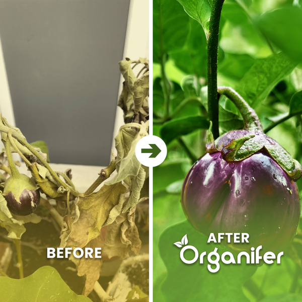Lila Aubergine an der Pflanze mit Blüte. Organifer Logo.