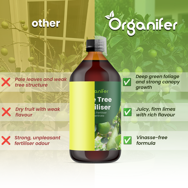 Organifer Zitrusbaumdünger im Vergleich zu anderen Produkten, zeigt Vorteile für Blattwachstum und Fruchtqualität. Organifer Logo.