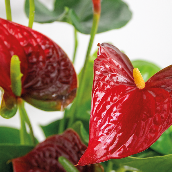 Bloomique - 2er Set - Anthurium Andreanum - Rot - Flamingoblume - Blühende Zimmerpflanzen - Pflegeleicht - Höhe 40-50 cm - Topf 14 cm