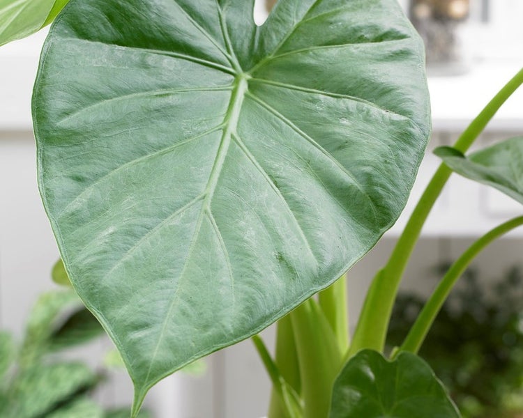 Alocasia 'Macrorrhiza' - Elefantenohr - Zimmerpflanze - Haustierfreundlich - ⌀17 - ↕60 cm