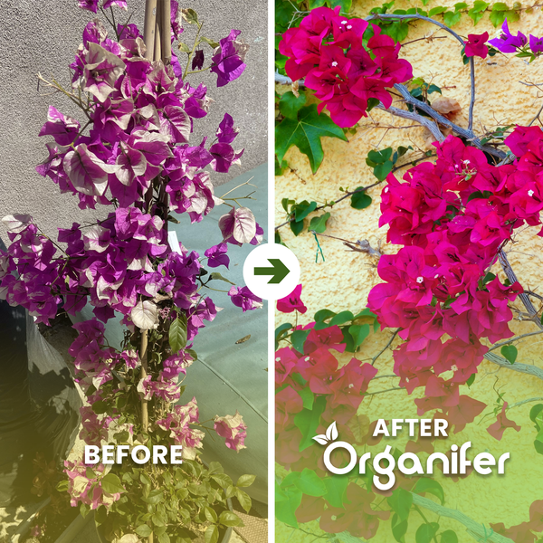 Vorher-Nachher-Vergleich einer Bougainvillea-Pflanze mit verbesserter Blühkraft und Gesundheit durch die Anwendung von Organifer.