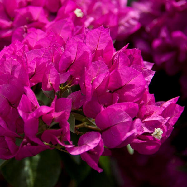 Bloomique - Bougainvillea - Gartenpflanzen - Kletterpflanze - Winterhart - ⌀19 cm - ↕65-75 cm