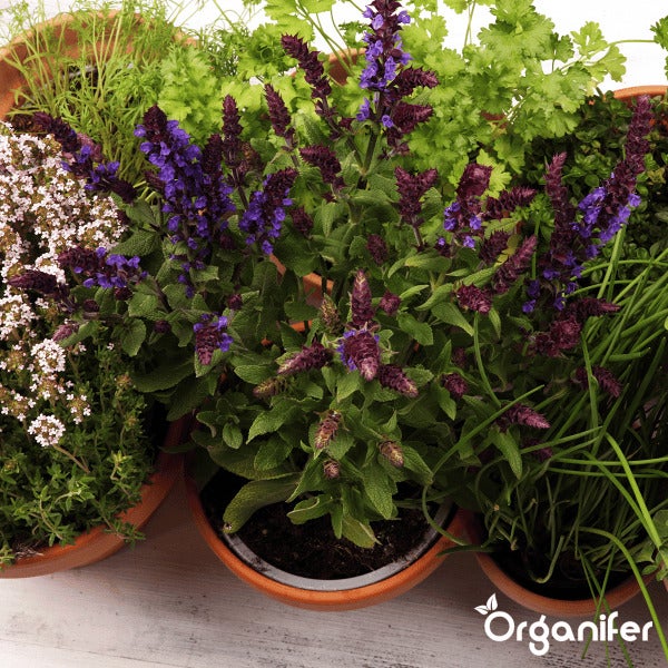 Kräutersamenpaket - 12 essenzielle Arten - Organifer
