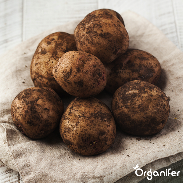 Tellerhortensie mit weißen und rosa Blüten