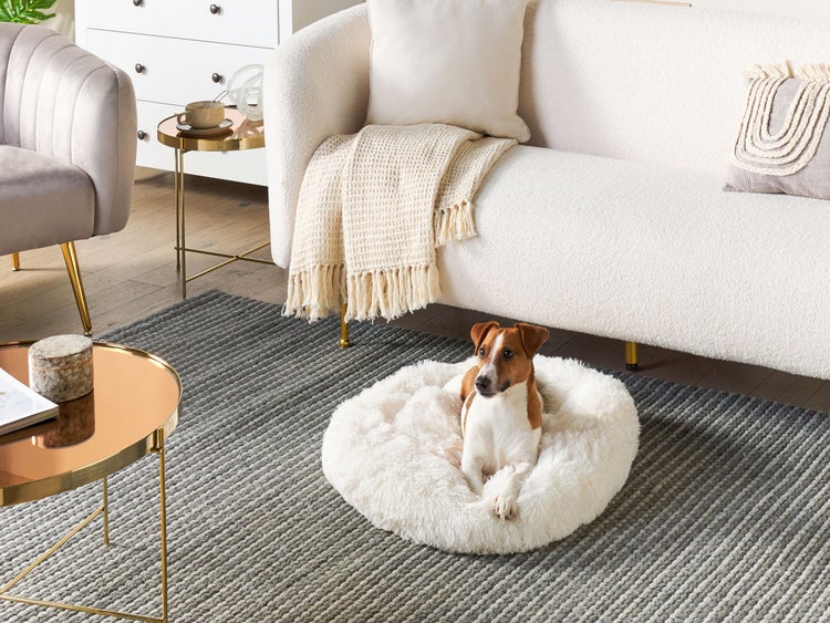 Modernes Wohnzimmer mit weißem Hundebett auf grauem Teppich. Jack Russell Terrier im Bett vor weißem Sofa und goldenen Beistelltischen.