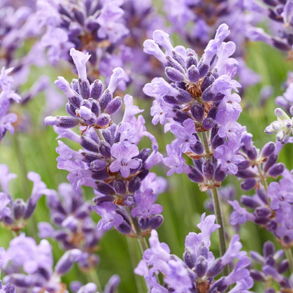 6x Lavandula angustifolia 'Hidcote' - Lavendel - Strauch - Winterherz – ⌀9 cm - ↕10-15 cm