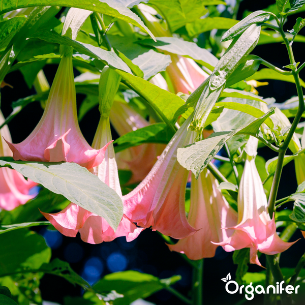 Engelstrompete Brugmansia mit hängenden, trichterförmigen Blüten in Apricot und grünen Blättern. Organifer Logo.