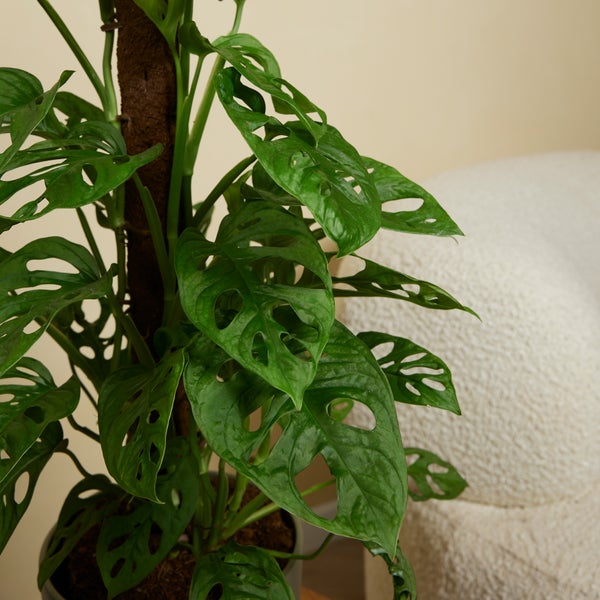 Bloomique - 2er-Set - Monstera Adansonii mit Moosstab - Affenblatt - Zimmerpflanzen - Luftreinigend - Pflegeleicht - 70-80 cm hoch - Topf 17 cm
