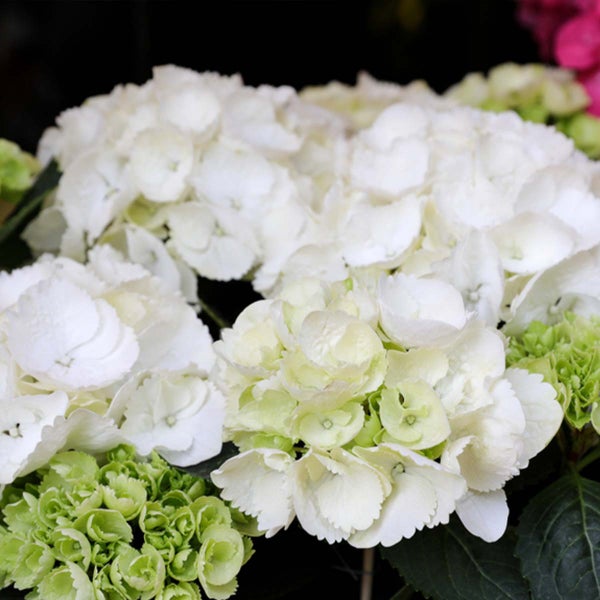 3x Hydrangea Macrophylla 'Schneeball' - Hortensie - Strauch - Winterherz – ⌀14 cm - ↕30-40 cm
