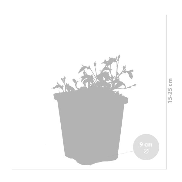 Myosotis Palustris – Sumpf-Vergissmeinnicht – Winterhart – Zone 1/2 – ⌀09cm - ↕15-25 cm