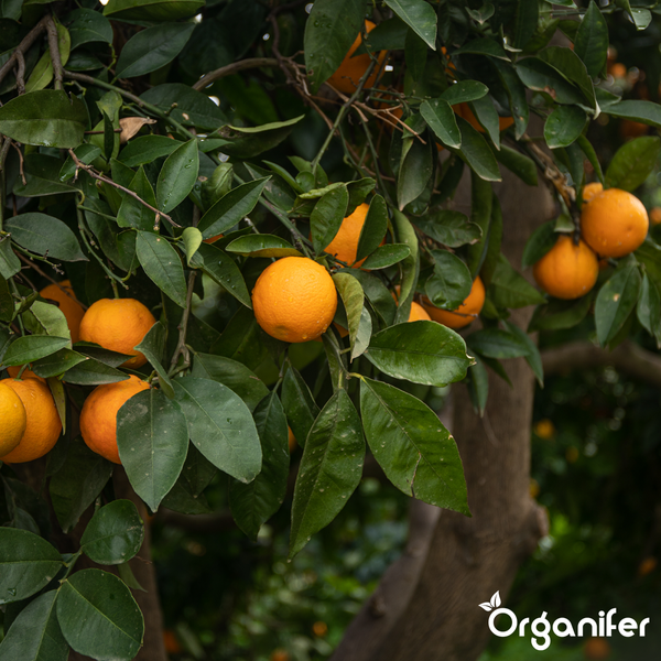Orangenbaum mit reifen Früchten und grünen Blättern. Organifer Logo.