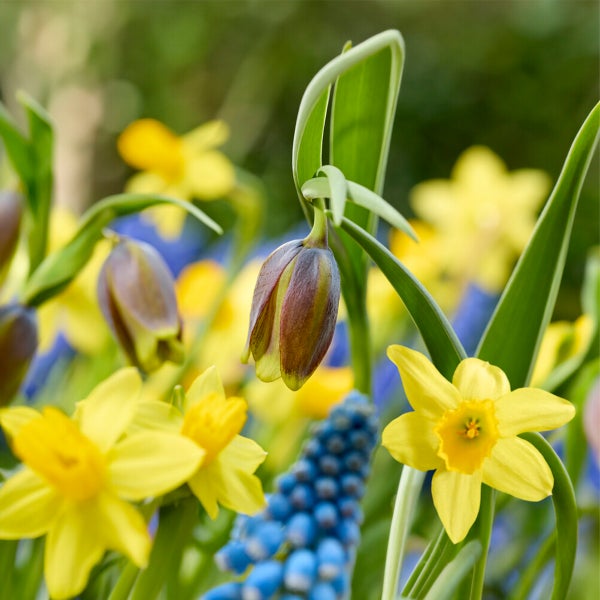 Bloomique - Mischung aus 50 - Wildblumen-Mischung - Mischung aus 4 Arten - Blumenzwiebeln - Frühlingsblüte - mehrjährige Pflanzen - wird bis zu 10 bis 25 cm groß