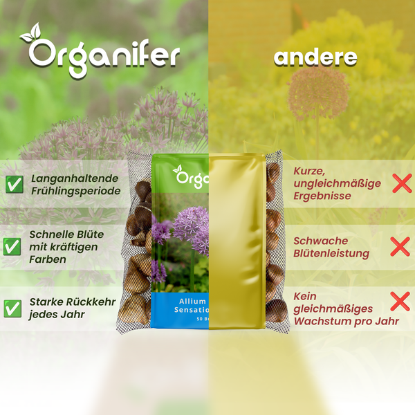 Vergleichsdarstellung von Organifer Zwiebeln und anderen Blumenzwiebeln, die die lange Blütezeit und das kräftige Wachstum der Organifer Produkte hervorhebt.