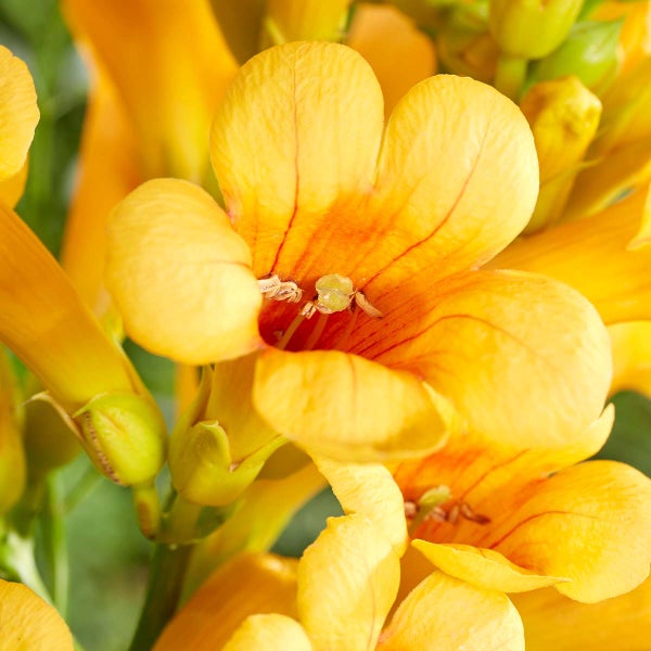 Bloomique - Campsis Radicans Flava - Trompetenblume - Gelb - Kletterpflanzen - Gartenpflanzen - Winterhart - 50-70 cm Hoch - Topf 15 cm
