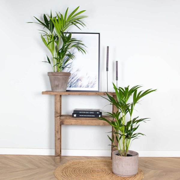 Bloomique - 2er Set - Howea Forsteriana - Kentia Palme - Zimmerpflanzen - Pflegeleicht - Haustierfreundlich - Höhe 90-100 cm - Topf 19 cm