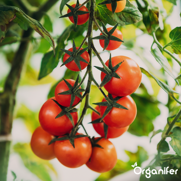 Eine Rispe mit reifen Kirschtomaten an einer Pflanze. Organifer Logo.