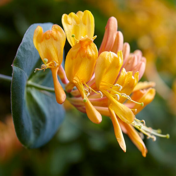 Bloomique - 2er-Set - Lonicera Tellmanniana - Strauchgeißblatt - Orange - Kletterpflanzen - Gartenpflanzen - Winterhart - Topf 15 cm - 70-80 cm hoch