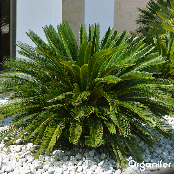 Japanischer Sagopalmfarn (Cycas revoluta) mit grünen Wedeln in einem Beet aus weißen Steinen. Organifer Logo.