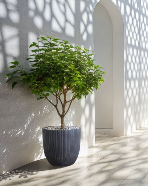 Zimmer mit Pflanze im Topf und Lichtspiel an der Wand