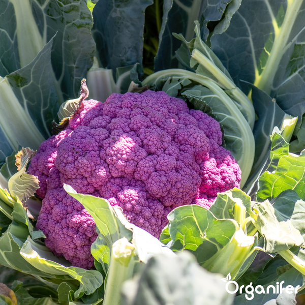Violetter Blumenkohl umgeben von grünen Blättern mit Organifer Logo
